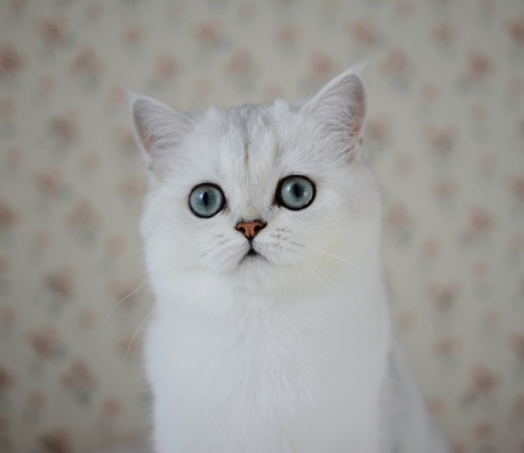 Bise, chatonne British Shorthair black silver shaded aux yeux verts, 4 mois