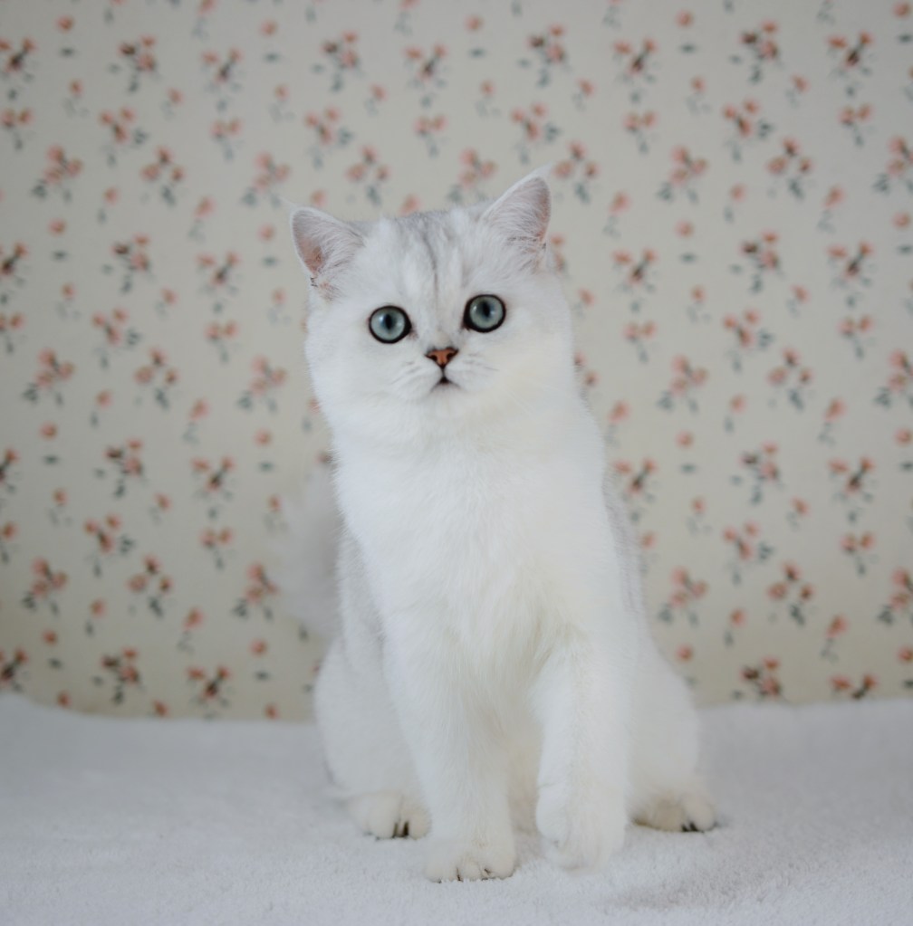 Bise, chatonne British Shorthair black silver shaded aux yeux verts, 4 mois