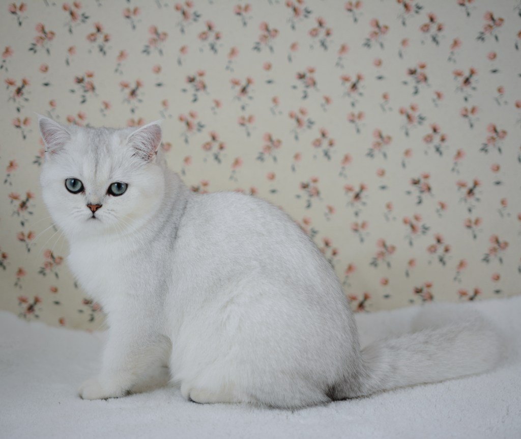 Bise, chatonne British Shorthair black silver shaded aux yeux verts, 4 mois