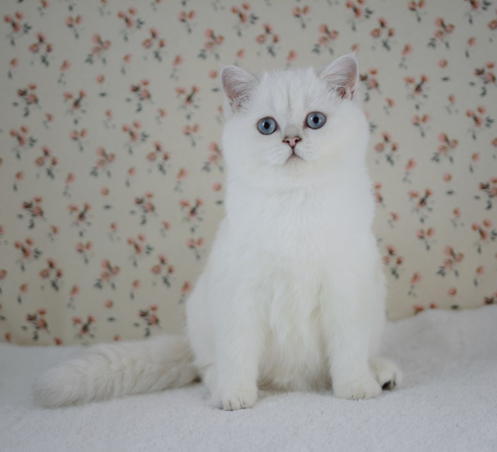 Boréal, chaton British Shorthair black silver point aux yeux bleus, 4 mois