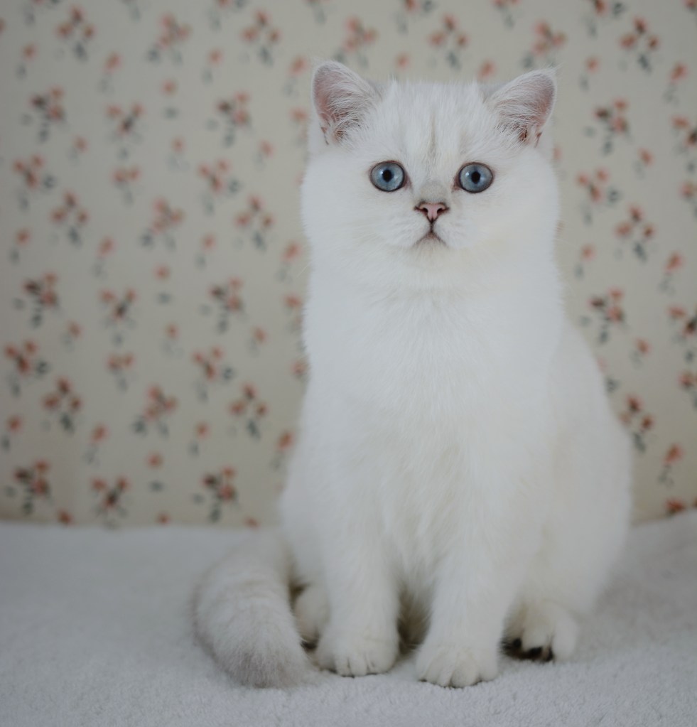 Boréal, chaton British Shorthair black silver point aux yeux bleus, 4 mois