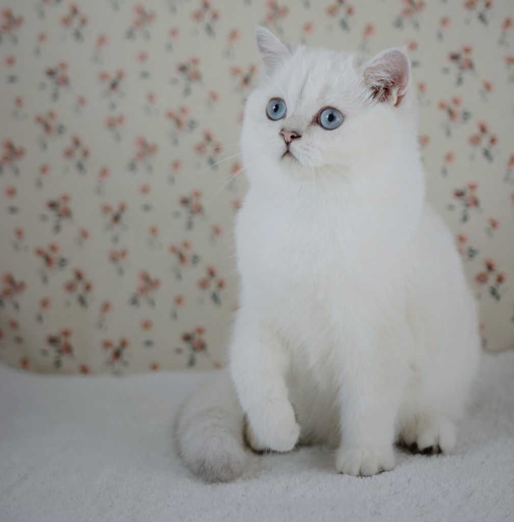 Boréal, chaton British Shorthair black silver point aux yeux bleus, 4 mois
