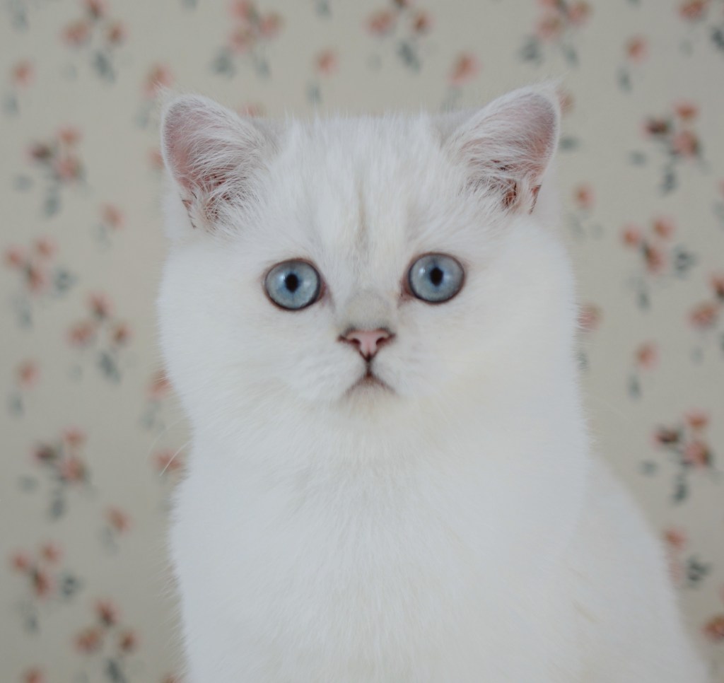 Boréal, chaton British Shorthair black silver point aux yeux bleus, 4 mois