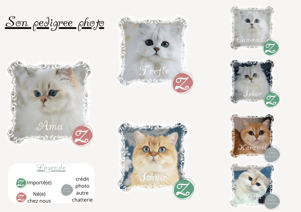 Généalogie d'Ama de Zabarah, chatte reproductrice British Longhair