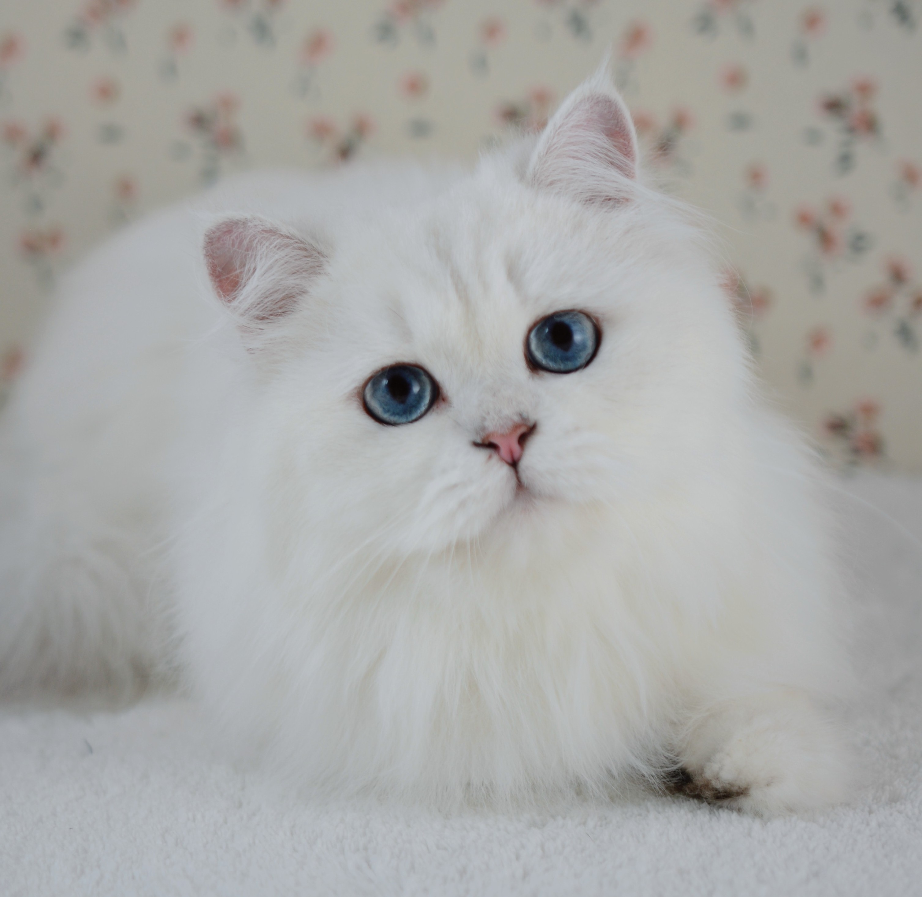 Saphir, british longhair seal silver point, yeux bleus, chatterie de Zabarah